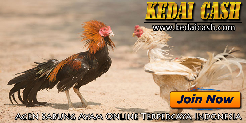 Agen Sabung Ayam Online Terpercaya Indonesia Kedai Artikel Online